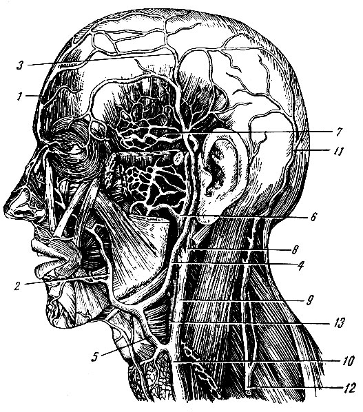 . 171.  . 1 - v. supraorbital; 2, 5 - v. facialis; 3 - v. temporalis superficialis; 4 - v. retromaadibularis; 6 - v. maxillaris; 7 - vv. temporales medii; 8, 9, 10 - v. jugularis interna; 11 - v. occipitalis; 12 - v. jugularis externa; 13 - a. carotis externa