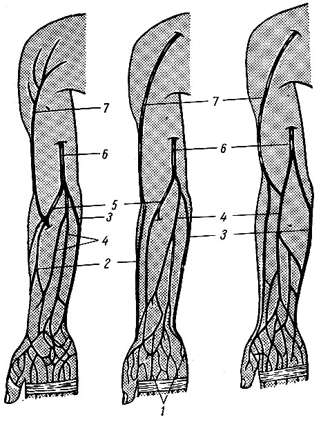 . 172.    ,  () . 1 - rete venosum palmare; 2 - v. cephalica; 3 - v. basilica; 4 - v. mediana antebrachii; 5 - v. mediana cubiti; 6 - v. basilica; 7 - v. cephalica