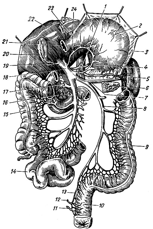 . 173.    . 1 - v. mesenterica superior; 2 - ,  ; 3 -    ; 4 - v. gastrica sinistra; 5 - ; 6 -   ; 7 - v. lienalis; 8 - v. mesenterica inferior; 9 -   ; 10 -  ; 11, 12, 13 - vv. rectales inferior, media et superior; 14 -  ; 15	-   ; 16 -   ; 17 - v. colica media; 18 - v. portae; 19 -   ; 20 -  ; 21 -   ; 22 - 	( ); 23 - v. gastroepiploica dextra; 24 - v. gastrica dextra