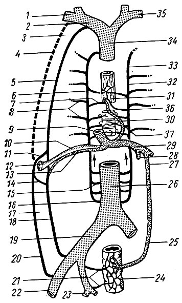 . 174.   -        . 1 - v. subclavia; 2 - v. brachiocephalica dextra; 3 -  ; 4 - v. thoracoepigastrica; 5 - v. thoracica interna; 6 - v. azygos; 7 - v. esophagea; 8 - vv. intercostales posteriores; 9 - v. portae; 10 -  v. umbilicalis; 11, 14 - vv. paraumbilicales; 12 - ; 13 -  ; v. umbilicalis; 15 - v. lumbalis; 16 - v. lum-balis ascendens; 17 -  ; 18 - v. epigastrica interior; 19 - v. iliaca communis; 20 - v. epigastrica superficialis; 21 - vv. restates media et inferior; 22 - v. iliaca externa; 23 - v. iliaca interna; 24 - plexus rectalis; 25 - v. rectalis superior; 26 - v. cava inferior; 27 - v. mesenterica inferior; 28 - v. mesenterica superior; 29 - v. porta; 30, 31 -  ; 32, 33 - v. hemiazygos accessoria; 34 - v. cava superior; 35 - v. brachiocephalica sinistra; 36 - v. hemiazygos; 37 - v. gastrica sinistra