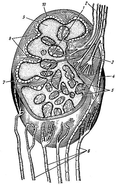 . 178.    ( . . ). 1 - ; 2 -   ; 3 -  ; 4 -      ; 5 -  ; 6 -   ; 7 -  ; 8 - reticulum; 9 -  ; 10 -  
