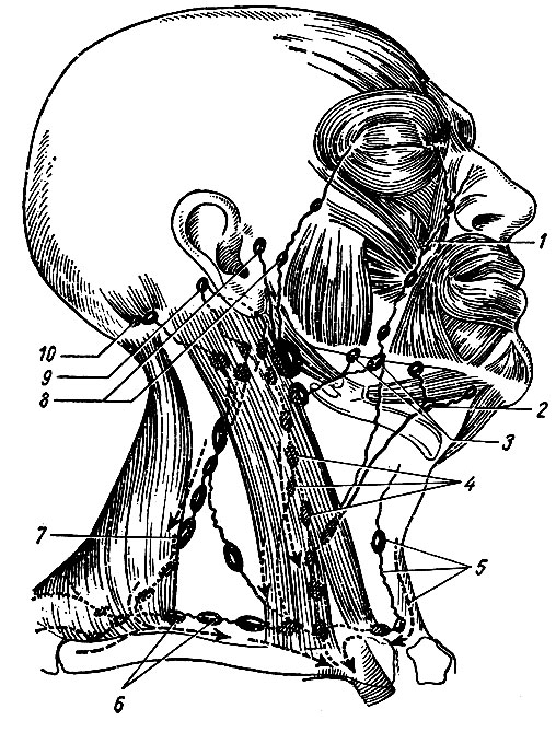 . 186.        (    ). 1 -    nodi lymphatici buccales; 2 - nodi lymphatici submentales; 3 - nodi lymphatici submandibulares; 4 - nodi lymphatici cervicales profundi (superiores); 5 - nodi lymphatici cervi'ciales superficiales anterioles; 6 - nodi lymphatici cervicales profundi (inferiores) (supraclaviculars); 7 - nodi lymphatici cervicales profundi laterales; 8 - nodi lymphatici parotidei superficiales; 9 - nodi lymphatici retroauriculares; 10 - nodi lymphatici occipitales