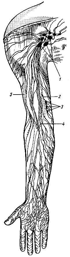 . 187.       . 1 - nodi	lymphatici axiliares, 2 - v. basilica; 3 - nodi lymphatici cubitales; 4 - v. mediana cubiti; 5 - v. cephalica