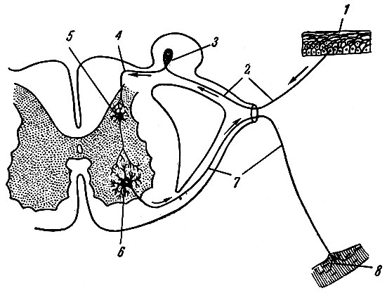 . 190.   . 1 -      ; 2 -    ; 3 -     ; 4 -    ; 5 -  ; 6 -    ; 7 -   ; 8 -    