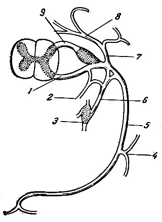 . 215.       . 1 -  ; 2 -   ; 3 -  ; 4 -   ; 5 -  ; 6 -  ; 7 -  ; 8 -    ; 9 -  