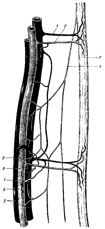 . 218. -  (). 1 -  ; 2 -  ; 3 - ; 4 - ,     ; 5 - ; 6 - ; 7 -   ;   ; 9 -     