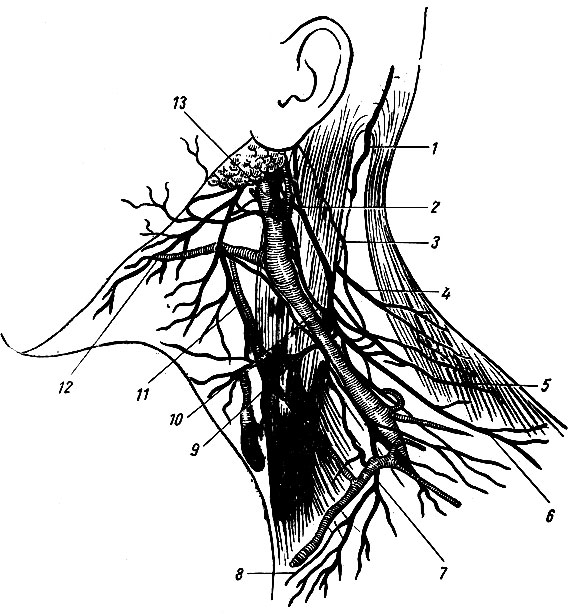 . 219.     ( . . ). 1 -   ; 2 -   ; 3 -   ; 4, 6 -    ; 5 -  ; 7 -   ; 8 -   ; 9 -   ; 10, 11 -      ; 12 -    ; 13 -   