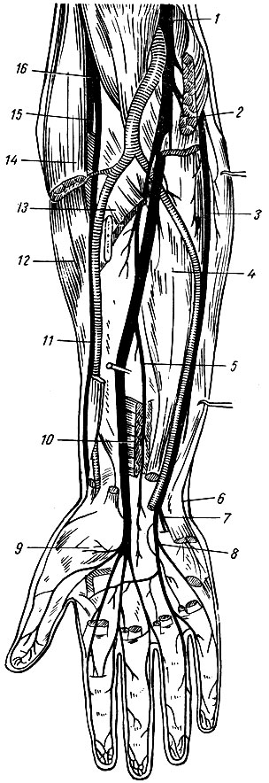 . 222.        . 1 -  ; 2 -   (); 3 -  ; 4 -   ; 5 -   ; 6 -    ; 7 -    ; 8 -    ; 9 -    ; 10 -  ; 11 -    ; 12 -    ; 13 -    (); 14 - -  (); 15 -    ; 16 -  