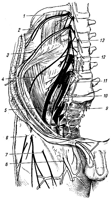 . 224.  . 1 -   ; 2 - XII  ; 3 - -  - ; 4 -    ; 5 -  ; 6 -     (  ); 7 -     ; 8 -   - ; 9 -  ; 10, 11 - - ; 12 -    ; 13 -   II  