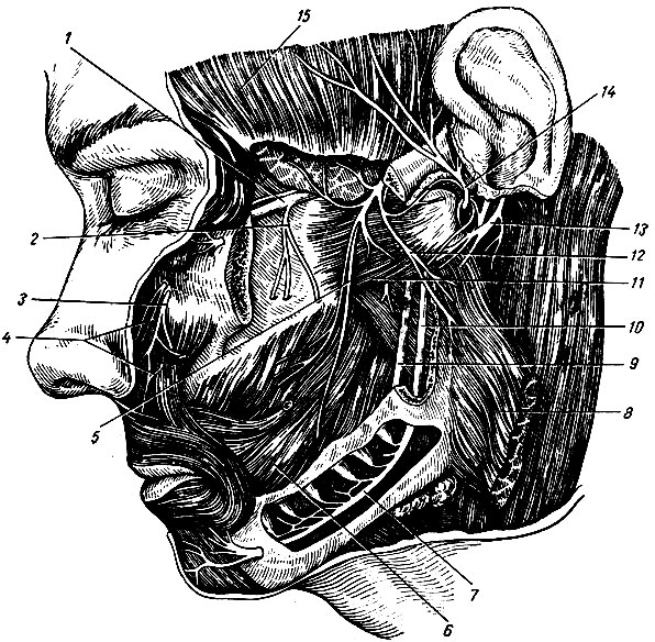 . 236.  . 1 -  ; 2 -   ; 3, 4 -  ; 5 -  ; 6 -  ; 7, 10 -   ; 8 -   (  ); 9 -  ; 11 -   ; 12 -  ; 13 -  ; 14 - - ; 15 -  
