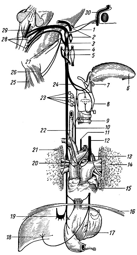 . 241.      . 1 -      ; 2 - - ; 3 -  ; 4 -      ; 5 -       ; 6 - ; 7 -  ; 8 - ; 9 - ; 10 -    ; 11 -    ; 12 -   ; 13 -  ; 14 -  ; 15 - ; 16 - ; 17 - ; 18 - ; 19 -      ; 20 -     ; 21 -  ; 22 - ; 23 -     ; 24 -   ; 25 -  ; 26 - --- ; 27 -  ; 28 -     ; 29 -   ; 30 -  