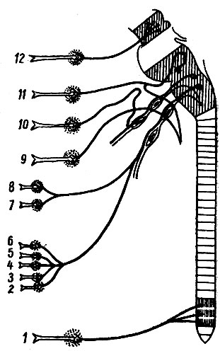 . 246.       .     ,  -    . 1 -   ; 2 -    ; 3 -     ; 4 -  ; 5 -  ; 6 -  ; 7 -  ; 8 -  ; 9 -  ,    ; 10 -  ,   - ; 11 -         - ; 12 -         
