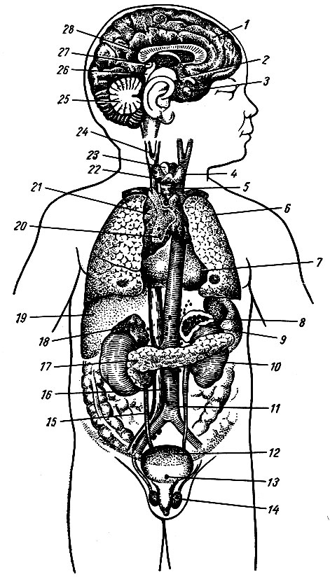 . 250.     . 1 -   ; 2 - ;  - ; 4 -  ; 5 - ; 6 - ; 7 - ; 8 -    ; 9 -  ; 10 - ; 11 - ; 12 -  ; 13 - glomus coccygeum; 14 - ; 15 -   ; 16 - corpora paraaortica (paraganglion aorticum); 17 -  ; 18 - ; 19 - ; 20 - paraganglion supracardiale; 21 -  ; 22 -  ; 23 - ; 24 - glomus caroticum; 25 - ; 26 - tectum mesencephali; 27 -  ; 28 -  
