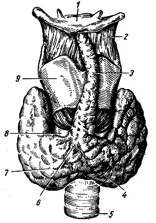 . 251.   ( ). 1 -  ; 2 - - ; 3 -    ; 4, 7 -    ; 5 - ; 6 - ; 8 -  ; 9 -  