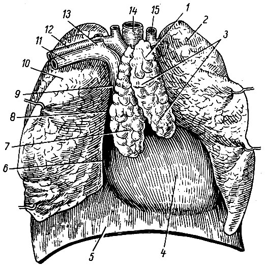 . 253.   .  . 1 -   ; 2 -  ; 3 -   ( ); 4 - ; 5 - ; 6, 8 -    ; 7 -   ( ); 9 -   ; 10 -  ; 11 -  ; 12 -  ; 13 -   ; 14 - ; 15 -    