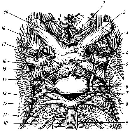 . 254.  ( ). 1 - a. cerebri anterior; 2 -  ; 3 -   ; 4 - a. cerebri media; 5 - ; 6 - ; 7 - a. cerebri posterior; 8 -  ; 9 -  ; 10 - ; 11 - a. labyrinthi; 12 - a. cerebelli superior; 13 -  ; 14 - a. communicans posterior; 15 - a. hypophysea; 16 -  ; 17 -   ; 18 -  ; 19 - a. communicans anterior