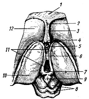 . 256.   ). 1 -  ; 2 - cavum septi pellucidi; 3 -   ; 4 -  (  ); 5- ; 6 - adhesio interthalamica; 7 -  cirllteca; 8 - tectum mesencephali lamina tecti; 9 -  ; -  ; ll - III ; 12 -   