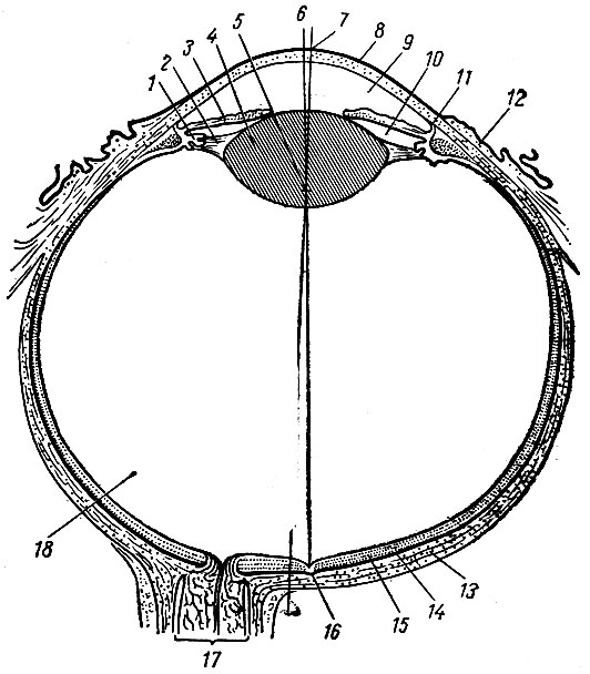 . 262.      . 2 -  ; 2 -   ; 3 -  ; 4 - ; 5 -    ; 6 -   (      ); 7	-   (       ); 8	- ; 9 -   ; 10 -   ; 11 - sinus venosus sclerae; 12 -  ; 13 -  ; 14 - -; 15 - ; 16 -  ; 17 -  ; 18 -  