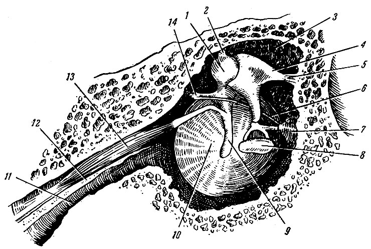 . 267.   (      ). 1 - caput mallei; 2 -  ; 3 - recessus epitympanicus; 4 - incus; 5 -  ; 6 - chorda tympani; 7 - eminentia pyramidalis; 8 - stapes; 9 -  ; 10 - membrana tympani; 11 - tuba auditiva; 12 -   semicanalis m. tensoris tympani  semicanalis tubae auditivae; 13 - m. tensor tympani; 11 -  