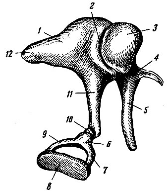 . 268.  . 1 - incus; 2 -  incus  malleus; 3 - caput mallei; 4 - collum mallei; 5 - manubrium mallei; 6 - caput stapedis; 7,9 -  ; 8 -  ; 10 - processus lenti-cularis          ; 11 - crus longum ; 12 - crus breve 