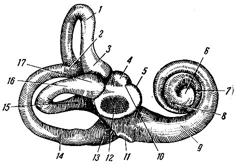 . 269.   . 1 - canalis semicircularis anterior; 2 - crus commune; 3 - ampulla ossea; 4 - recessus ellipticus; 5 - reccessus sphericus; 6 -  ; 7 -   ; 8 -   ; 9 -   ; 10 -  crista vestibularis; 11 - fenestra cochleae; 12 - fenestra vestibuli; 13 - ampulla ossea posterior; 14 - canalis semicircularis posterior; 15 - crus simplex canalis lateralis; 16 - canalis semicircularis lateralis; 17 - ampulla ossea lateralis