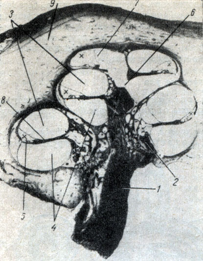 . 270.     ( ). 1 - n. cochlearis; 2 - modiolus; 3 - scala vestibuli; 4 - scala tympani; 5 - ductus cechlearis; 6 - helicotrema; 7 - paries vestibularis ductus cechlearis; 8 - lamina spiralis ossea; 9 -   