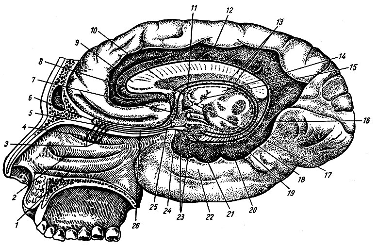 . 274.    ( . . ). 1 - concha nasalis inferior; 2 - concha nasalis media; 3 - fila olfactoria; 4 - concha nasalis superior; 5 -    bulbus olfactorius; 6 - bulbus olfactorius; 7,8 -    bulbus olfactorius; 9 - genu coproris callosi; 10 -    ,   corpus callosum; 11 - fornix; 12 - gyrus cinguli; 13 -  fornix,   hippocampus; 14 - thalamus; 15 - tractus mamillothalamicus; 16 - isthmus gyri cinguli; 17 - corpus mamillare; 18 - ,   uncus k corpus mamillare; 19 - gyrus dentatus; 20 - gyrus parahipocampalis; 21 - uncus; 22 - lobus temporalis; 23 -    . 24, 25 -  ; 26 - tractus olfactorius