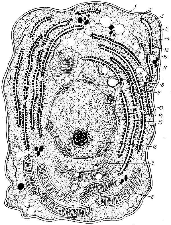 . 1.    . 1-  () ; 2 - ; 3, 4 -  -  ; 5 - ; 6 - ; 7 -  ; S  ( ); 9 - ; 10 ; 11 - ; 12 -  ; 13 - ; 14 -  ; 15 -    ; 16 - 