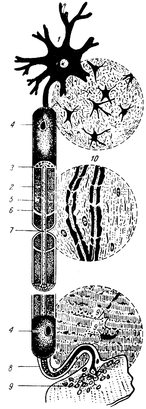 . 13.  . 1 - ; 2 -  ; 3 - ; 4 -  ; 5 -   (); 6 - : 7 -    ( ); 8 -      ; 9 -  ; 10 -    (  )