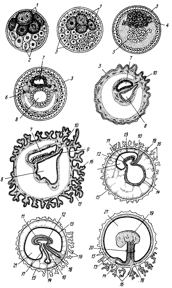 . 17.    . 1, 2 -  (  ); 3 - ; 4, 5 -  ( ); 6 -   ; 7 -  ; 8 -  ; 9 -  ; 10 -  ; 11 - ; 12 - ; 13 - ; 14 -  ; 15 - ; 16 -  ; 17 -  ; 18 - ; 19 - ; 20 -  ; 21 -  