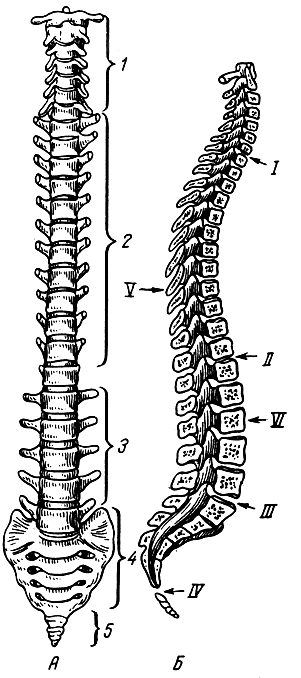 . 30.  .  -  ; 1 -  ; 2 -  ; 3 -  ; 4 - ; 5 - ;  -     ; I, II, III, IV -     ; V -  ; VI -  