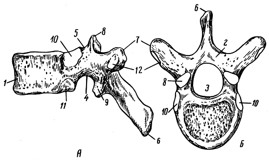 . 31.  ().  -  ;  -  ; 1 -  ; 2 -  ; 3 -  ; 4 -   ; 5 -   ; 6 -  ; 7 -  ; 8 -   ; 9 -   ; 10, 11 -     ; 12 -    