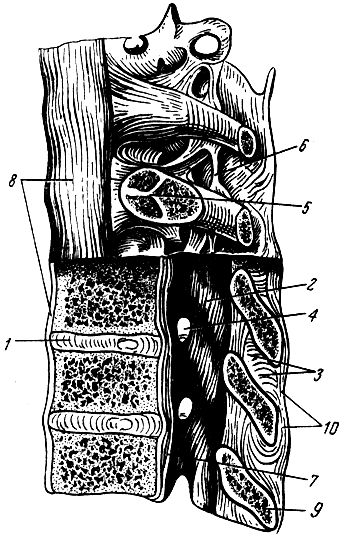 . 33.       . 1 -  ; 2 -  ; 3 -  ; 4 -  ; 5 -   ; 6 -  ; 7 -   ; 8 -   ; 9 -  ; 10 -  