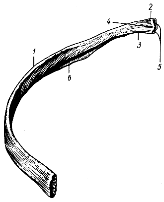 . 34.  (VIII, ). 1 -  ; 2 -  ; 3 -  ; 4 -   ; 5 -    ; 6 -  