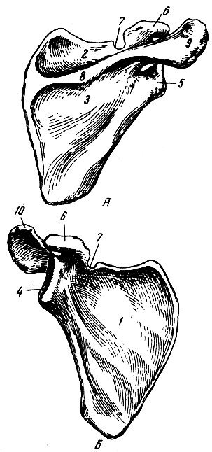 . 37.  ().  -  ;  -  ; 1 -  ; 2 -  ; 3 -  ; 4 -  ; 5 -  ; 6 -  ; 7 -  ; 8 -  ; 9, 10 - 