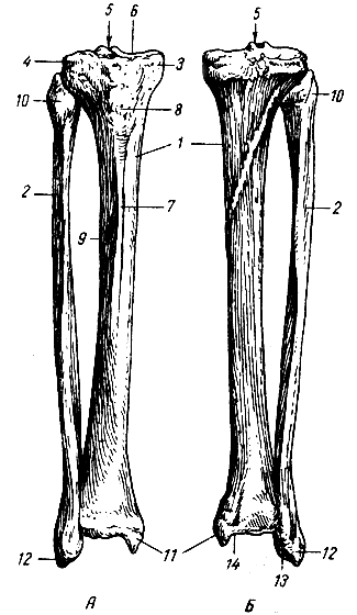 . 51.   .  -  ;  -  ; 1 -  ; 2 -  ; 3 -  ; 4 -  ; 5 -  ; 6 -    (    ); 7 -  ; 8 -   ; 9 -  ; 10 -   ; 11 -  ; 12 -  ; 13, 14 -    (    )