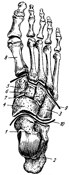 . 52.   (;  ). 1 -  ; 2 -  ; 3 -  ; 4 -  ; 5, 6, 7 -  ; 8 - I  ; 9, 10 -     