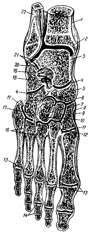 . 54.     (; ). 1 -  ; 2 -   ; 3, 7, 12, 13, 16, 18, 19, 21 - ; 4 -   ; 5 -  ; 6 -  ; 8, 9, 10 -  ; 11 - - ; 14 -  ; 15 -   (V); 17 -  ; 20 -  ; 22 -  