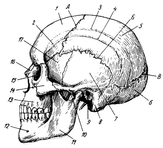 . 56.  ( ). 1 -  ; 2, 3 -   ; 4 -   ; 5 -  ; 6 -  ; 7 -  ; 8 -  ; 9 -   ; 10 -  ; 11 -  ; 12 -  ; 13 -  ; 14 -  ; 15 -  ; 16 -  ; 17 -   ( );  -  ;  -  ;  -  