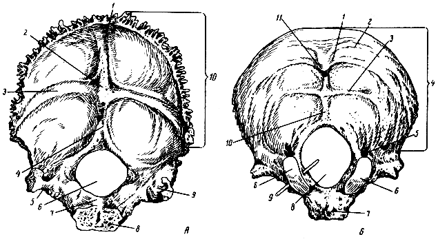 . 57.  .  - : 1, 3 -   ; 2 -   ; 4 -   ; 5 -  ; 6 -   ; 7 - ; 8 -  () ; 9 -  ; 10 -  ;  - : 1, 2, 3 -  ; 4 -  ; 5 -  ; 6 -  ; 7 -  () ; 8 -   ; 9 -   ; 10 -   ; 11 -   