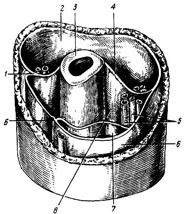 . 76.    ()  (). 1, 4 -  ; 2, 8 - - ; 3 - ; 5 -   ; 6 -  ; 7 -  