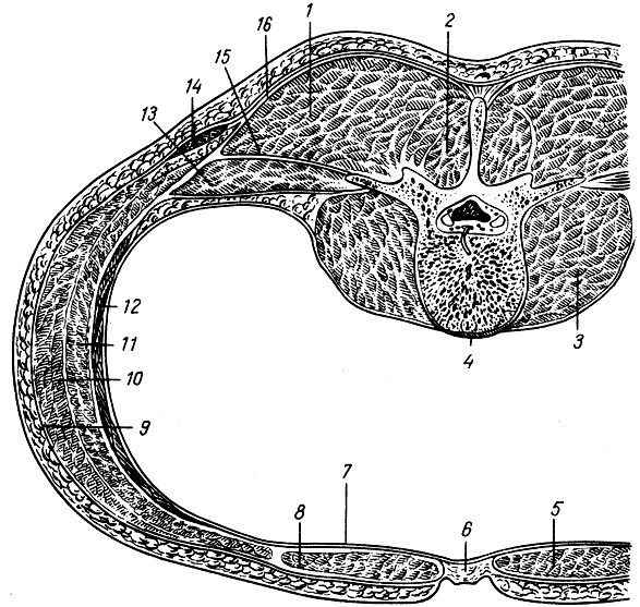 . 79.     ( ). 1 - ,  ; 2 - - ; 3 -   ; 4 -  ; 5 -   ; 6 -   ; 7, 8 -    ; 9 -  ; 10 -    ; 11 -    ; 12 -   ; 13 -   ; 14 -   ; 15, 16 -   - 