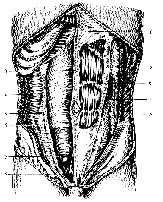 . 81.  . 1 -     ; 2 -   ; 3 -  ; 4 -    ; 5 -    ; 6 -  ; 7, 8 -      ; 9 -    ; 10 -   ; 11 -  