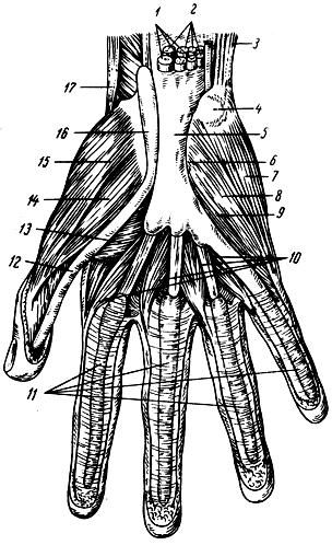 . 91.     . 1, 2, 3, 17 -    (  ); 4 -  ; 5 -    ; 6, 7, 8, 9 -  ; 10 -  ; 11 -    11 - V  ; 12, 16 -       ; 13, 14, 15 -    