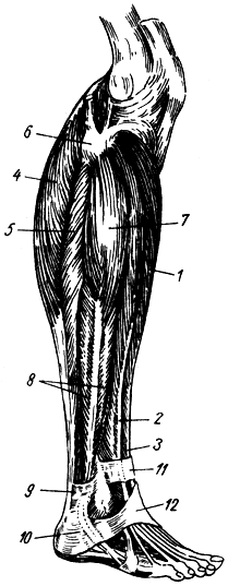 . 95.     ( ). 1 -   ; 2 -   ; 3 -    ; 4 -  ; 5 -  ; 6 -   ; 7, 8 -      ; 10 -    ; 11, 12 -   