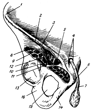 . 96.    . 1 -   ; 2 - - ; 3 -  ; 4 -   ; 5 -   (   ); 6 -  ; 7 -  ; 8 -  ; 9 - - ; 10 -  ; 11 -  ; 12 -  ; 13 -  ; 14 -  ; 15 -  ; 16 -  