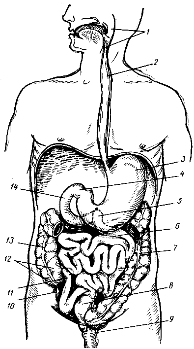 . 98.   . 1 - ; 2 - ; 3 - ; 4 -      ; 5 -      ; 6 -   (); 7 -   ; 8 -   ; 9 -  ; 10 -  ; 11 -   ( ); 12 -  ; 13	-   ; 14	-  