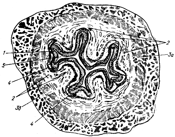 . 107.  ( ). 1 -  ; 2 -   (); 3 -   ( ); 3 -   ( ); 4 -   ()  ; 5 -  