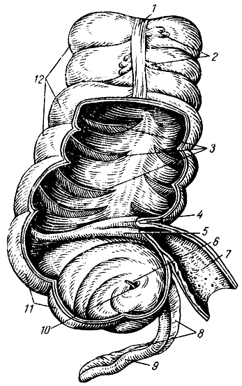 . 117.     . 1 -  ; 2 -  ; 3 -    ; 4, 5 -  ; 6 - ,     ; 7 -  ; 8 -   ; 9 -   (); 11 -  ; 12 -    