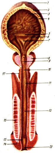 . 133.       ( ). 1 -  ; 2 -  ; 3 -  ; 4 -  ; 5 -  ; 6 -  ; 7 -  ; 8 -  ; 9 -  ; 10 -   ; 11 -  ; 12 -   ; 13 -   ; 14, 16 -    ; 15 -  ; 17 -  